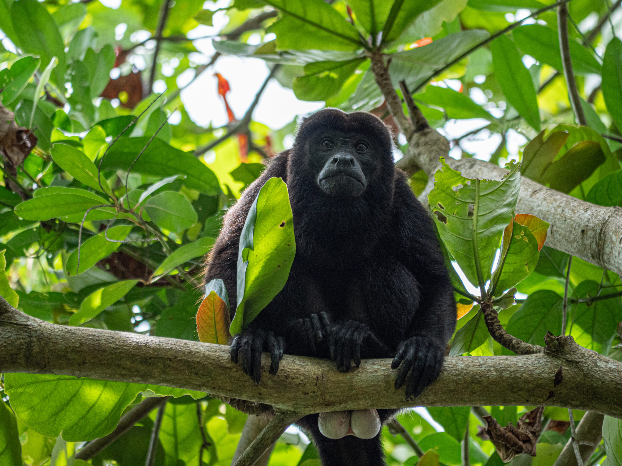 A howler monkey on a branch
